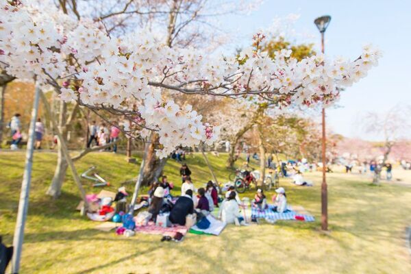 愛知県豊田市でお花見スポットを巡ろう！春風に誘われて。お花スタンプラリー開催中