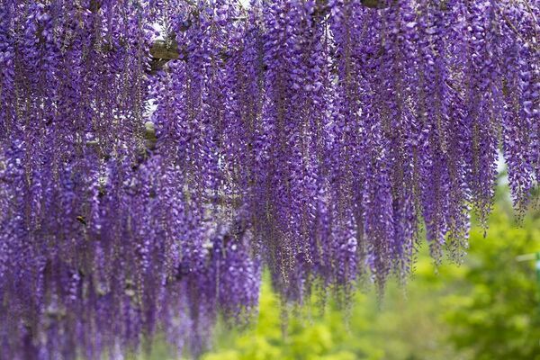 愛知県豊田市でお花見スポットを巡ろう！春風に誘われて。お花スタンプラリー開催中