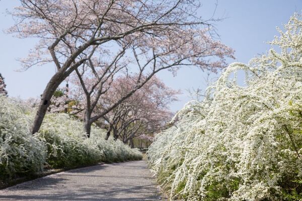 愛知県豊田市でお花見スポットを巡ろう！春風に誘われて。お花スタンプラリー開催中