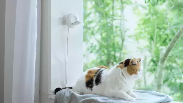 そばに置くだけ、猫に触れない健康管理　neamo(ニアモ)を数量・期間限定で発売！