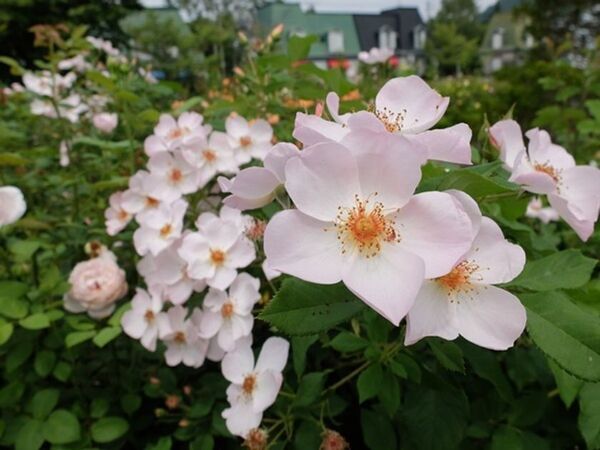 「軽井沢レイクガーデン」2026年の開園期間は4月17日(金)～11月8日(日)　約1万坪の庭園にイングリッシュローズやハーブなどが咲き誇る