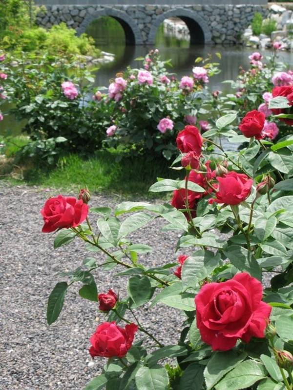 「軽井沢レイクガーデン」2026年の開園期間は4月17日(金)～11月8日(日)　約1万坪の庭園にイングリッシュローズやハーブなどが咲き誇る