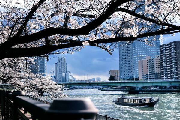 【3/28～4/4 期間限定】銀座の名店「鮨 むらやま」監修　船上で愉しむ、2026年 桜シーズン限定プラン『TOKYO "SAKURA" Cruise Course』予約開始