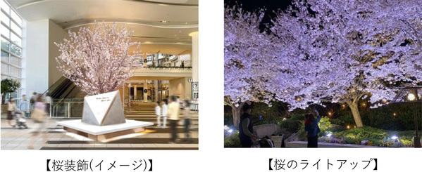 「阪急西宮ガーデンズ 春のお花見会」開催着物に身を包んだ俳優・小泉孝太郎さんが、桜の木の下で日本酒を嗜む