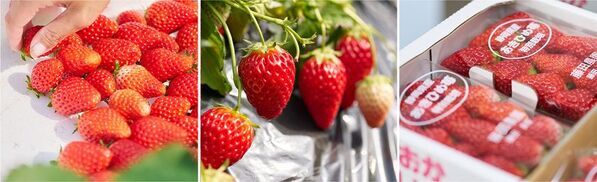 【道の駅そらっと牧之原】牧之原にいちごの最盛期到来！“いちごフェア”を3/19より開催！地元いちご農園さんとコラボした限定クレープや小学生考案の定食メニューが登場！