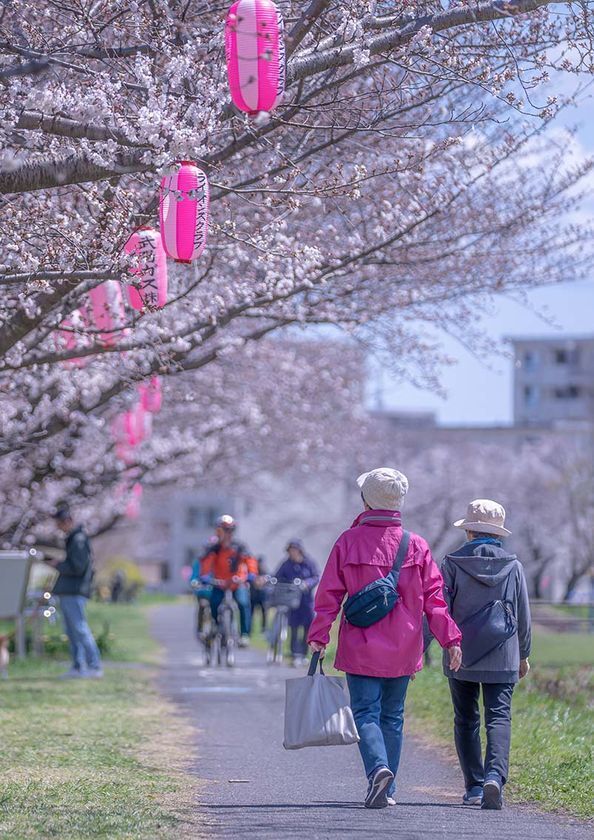 東京都福生市「第43回ふっさ桜まつり」を開催中！