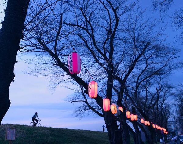 東京都福生市「第43回ふっさ桜まつり」を開催中！