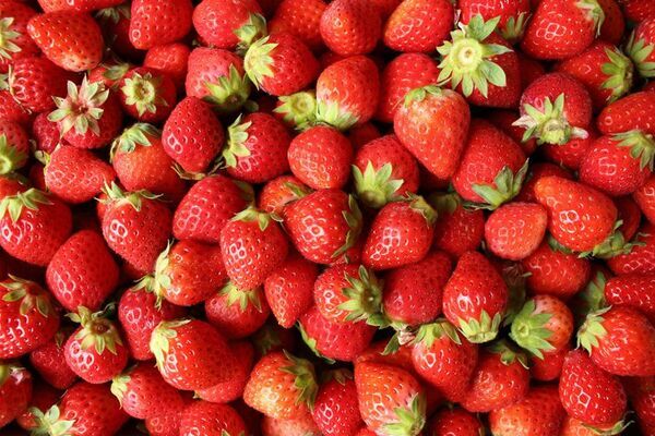 ＼道の駅ほうじょう　春のグルメ＆いちごパーティー！／【3/20(金)～】いちご収穫祭！購入したいちごは練乳かけ放題！さくらの商品に、食堂のふぐ料理に抹茶あんパン！道の駅で春堪能！