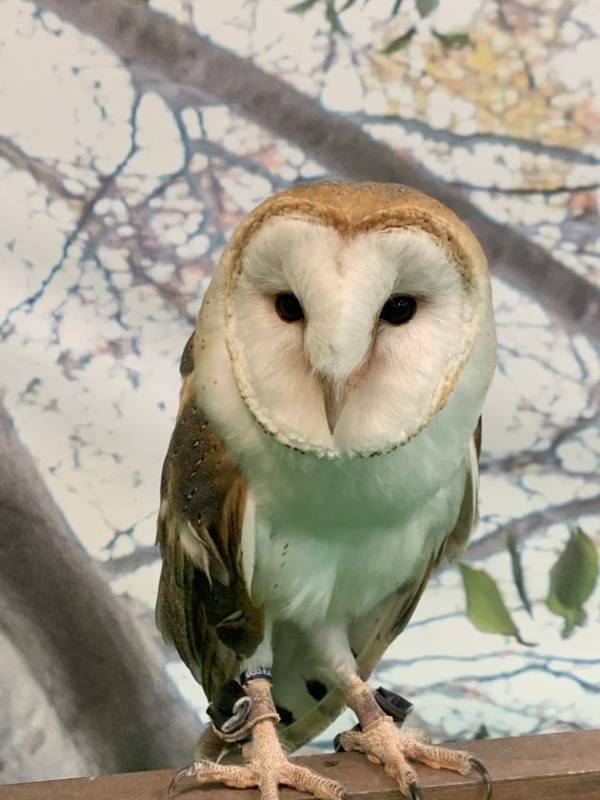 親子で夢中。“たのしい”がいっぱい「てとてとマーケット vol.2」開催のお知らせ