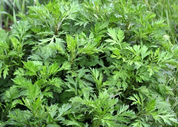 ニセコの森が、ショールになる。SHOKAY × DGBH　『森染めショール』母の日キャンペーンを5月5日まで開催