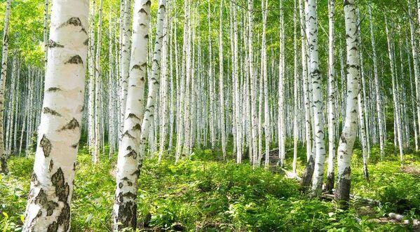 ニセコの森が、ショールになる。SHOKAY × DGBH　『森染めショール』母の日キャンペーンを5月5日まで開催