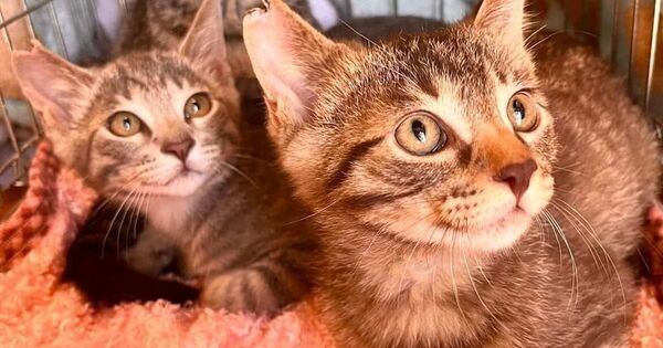 さくらみみの「猫耳イラストコンテスト」、大阪さくらねこの会へ寄付　イラスト応募487作品・投票5,125票から生まれた支援金99,950円