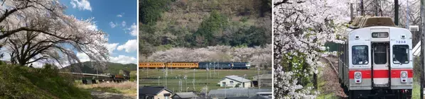 軒先、島田市「かわね桜まつり」でTicketPassを導入