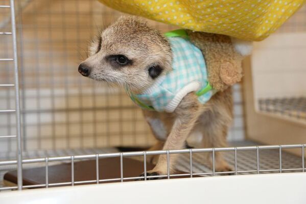 全国でも珍しい希少動物とふれあえる「シャンパンハウス」が豊川市でオープン