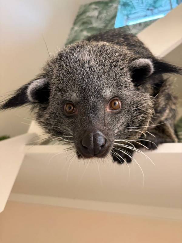 全国でも珍しい希少動物とふれあえる「シャンパンハウス」が豊川市でオープン