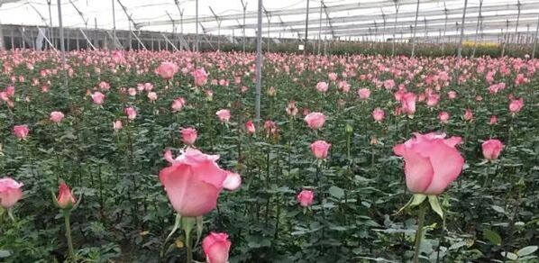 2026 母の日ギフト特集ページ　ディズニー公式ライセンスの薔薇ギフトなどを展開