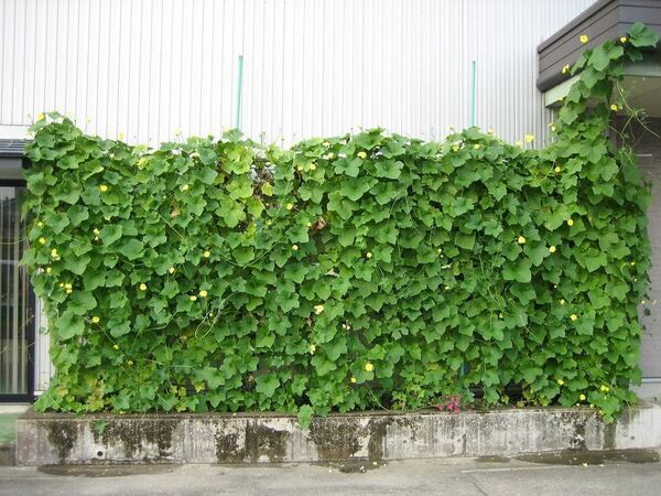 天然ヘチマカーテンのエアコンで真夏の省エネ対策　オーガニックコスメ会社「ネオナチュラル」が壁面緑化参加者を募集