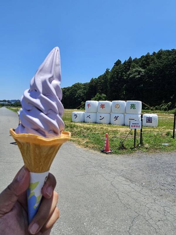 埼玉・嵐山「千年の苑ラベンダー園」の季節限定イベント『らんざんラベンダーまつり』が6/13(土)から開催！