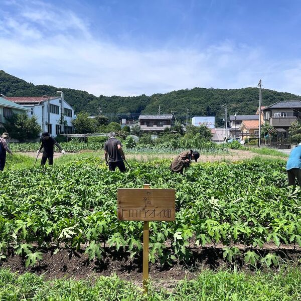手漉き和紙原料トロロアオイを自然派の食材化　アイス＆うどんをクラウドファンディングで発売