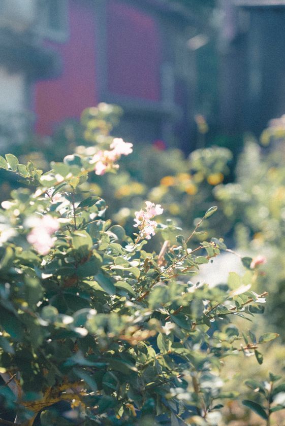 耕作放棄地を観光資源に変える、地方発の新ビジネスモデル「出雲ハーブ苑 神々の庭」2026年4月12日(日)グランドオープン