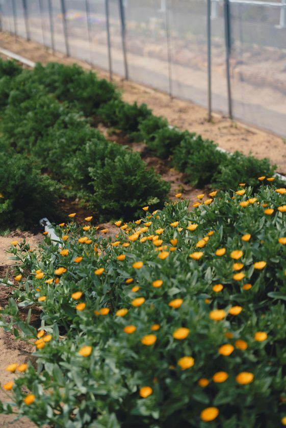 耕作放棄地を観光資源に変える、地方発の新ビジネスモデル「出雲ハーブ苑 神々の庭」2026年4月12日(日)グランドオープン