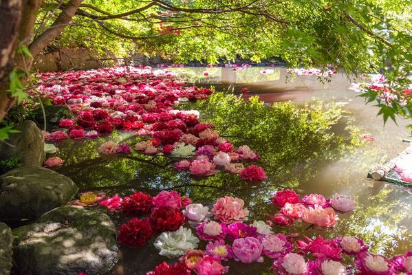 つくば牡丹園「PEONY GARDEN(ピオニー ガーデン) 2026」が4/9(木)～5/24(日)期間限定オープン！グルメや体験企画も実施