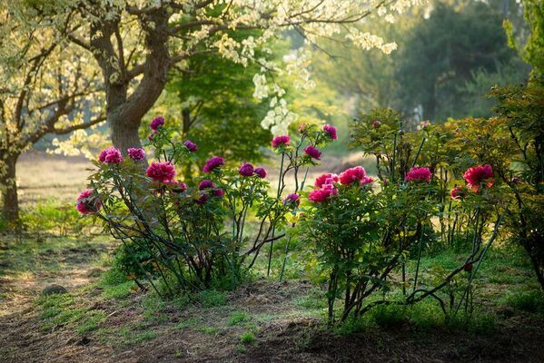 つくば牡丹園「PEONY GARDEN(ピオニー ガーデン) 2026」が4/9(木)～5/24(日)期間限定オープン！グルメや体験企画も実施