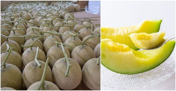 ＜茨城＞日本一のメロン産地から、今年最初のひと玉を　道の駅常総にメロンの季節がやってきた！4/11よりメロンの販売を開始