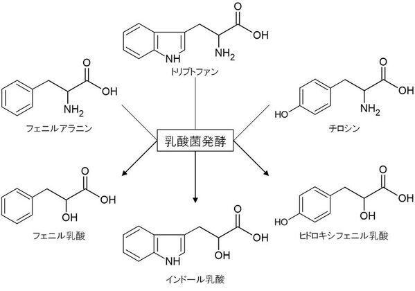 池田糖化工業、芳香族乳酸を高含有した乳酸菌発酵粉末素材の開発に成功