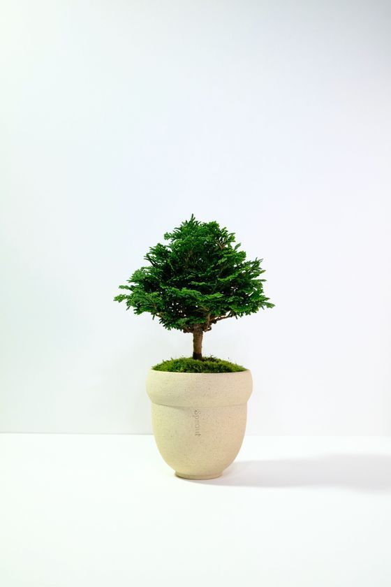 約200ブースが集結する「器と暮らし市 vol.9」愛・地球博記念公園で、5/30～31開催！とっておきの一皿と出合う