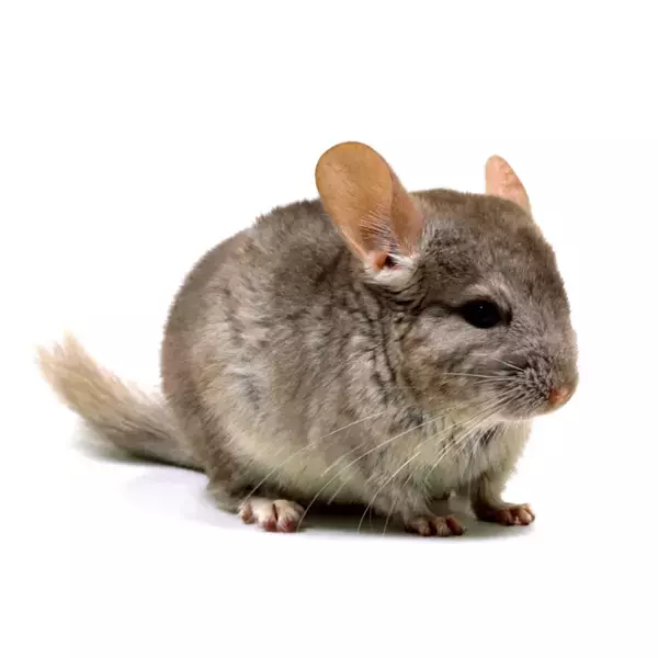 開園100周年、長野県最古の動物園がリニューアルオープン　―まちなか動物園”が未来へ再始動 ― 小諸市動物園2026年4月26日開園