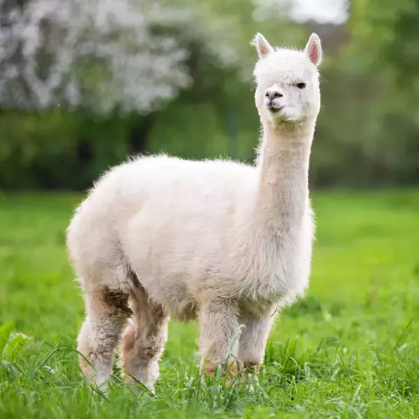 開園100周年、長野県最古の動物園がリニューアルオープン　―まちなか動物園”が未来へ再始動 ― 小諸市動物園2026年4月26日開園