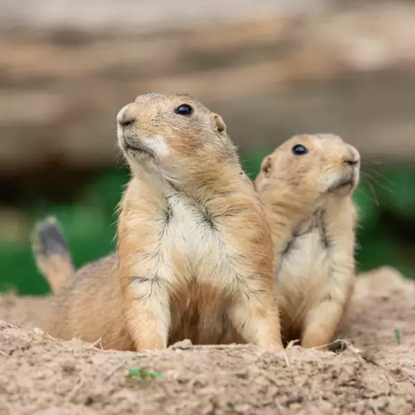 開園100周年、長野県最古の動物園がリニューアルオープン　―まちなか動物園”が未来へ再始動 ― 小諸市動物園2026年4月26日開園