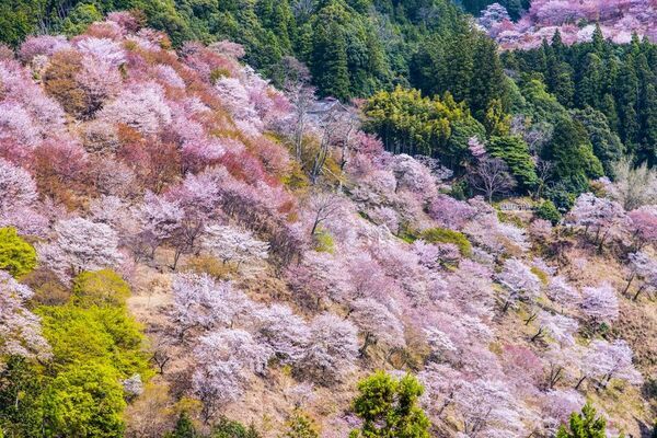 奈良の新しいお土産「鹿せんべいの香り」の入浴料が登場！「やまとcosmetic奈良 旅ほの香入浴料」の新商品3種が4/24発売