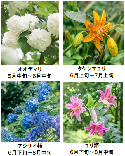 ROKKO森の音ミュージアムSIKIガーデンEarly Summer Season“Concerto”