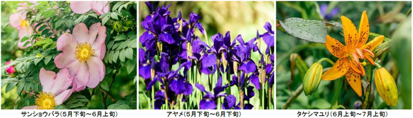 ROKKO森の音ミュージアムSIKIガーデンEarly Summer Season“Concerto”