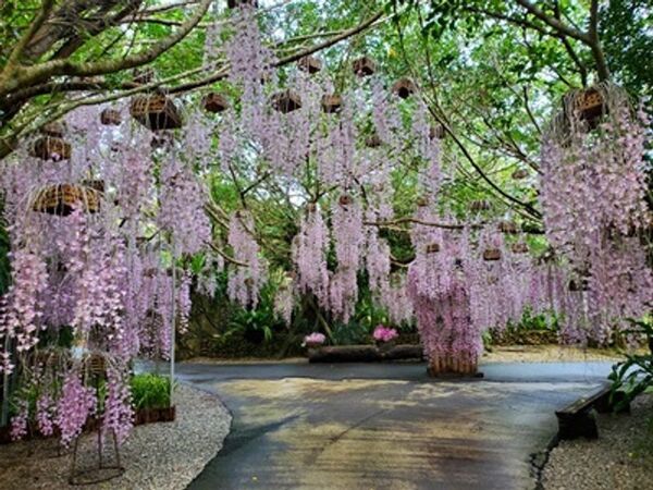 らんの花祭りうりずん2026～らんの舞～開催