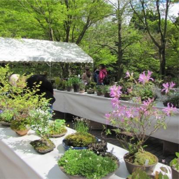 六甲高山植物園 ユニークな姿の人気者「ユキモチソウ」が見頃です！GWのイベントも！