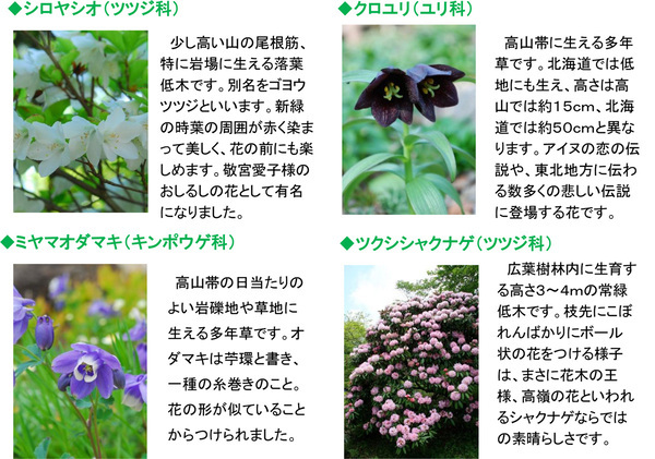 六甲高山植物園 ユニークな姿の人気者「ユキモチソウ」が見頃です！GWのイベントも！