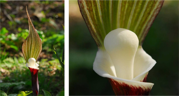 六甲高山植物園 ユニークな姿の人気者「ユキモチソウ」が見頃です！GWのイベントも！