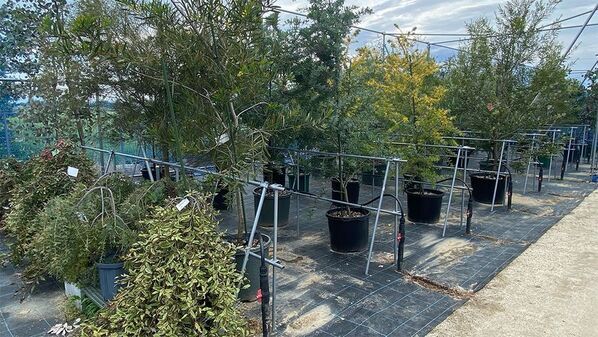 海外希少樹木などを取扱う植栽大型専門プロショップ『Kayu style Botaniqa Atelier』が群馬県邑楽郡千代田町『植木の里』に誕生！2026年5月2日(土)グランドオープン！