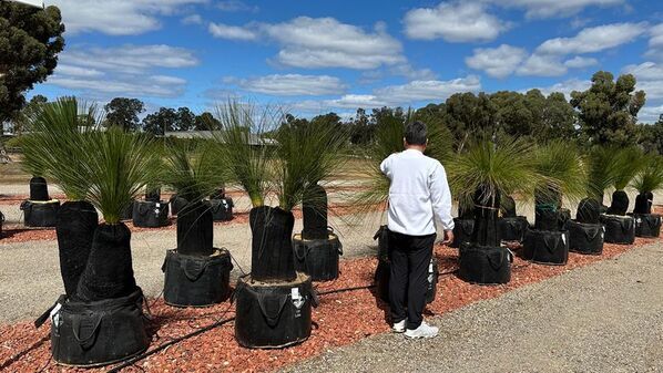 海外希少樹木などを取扱う植栽大型専門プロショップ『Kayu style Botaniqa Atelier』が群馬県邑楽郡千代田町『植木の里』に誕生！2026年5月2日(土)グランドオープン！