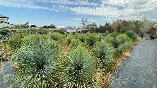 海外希少樹木などを取扱う植栽大型専門プロショップ『Kayu style Botaniqa Atelier』が群馬県邑楽郡千代田町『植木の里』に誕生！2026年5月2日(土)グランドオープン！