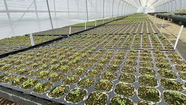 海外希少樹木などを取扱う植栽大型専門プロショップ『Kayu style Botaniqa Atelier』が群馬県邑楽郡千代田町『植木の里』に誕生！2026年5月2日(土)グランドオープン！