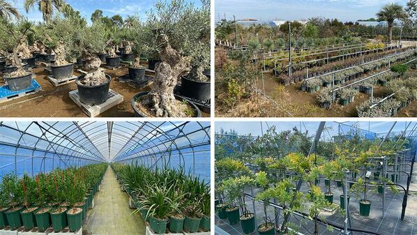 海外希少樹木などを取扱う植栽大型専門プロショップ『Kayu style Botaniqa Atelier』が群馬県邑楽郡千代田町『植木の里』に誕生！2026年5月2日(土)グランドオープン！