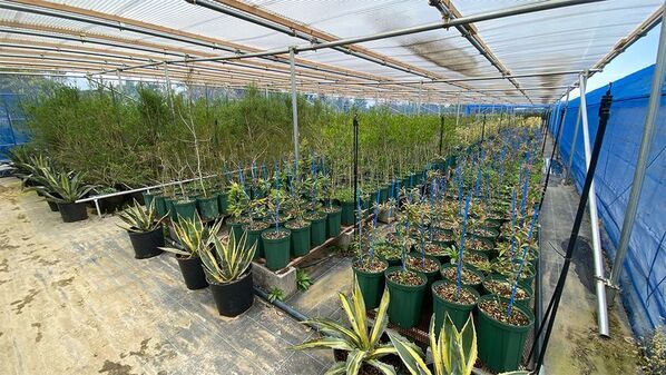 海外希少樹木などを取扱う植栽大型専門プロショップ『Kayu style Botaniqa Atelier』が群馬県邑楽郡千代田町『植木の里』に誕生！2026年5月2日(土)グランドオープン！