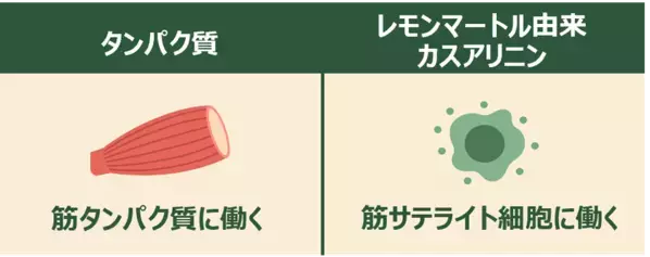 タンパク質を意識して摂取しても思ったほど筋肉がついていない？運動×タンパク質だけではない、筋肉づくりの新しいアプローチ方法
