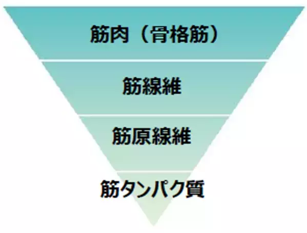 タンパク質を意識して摂取しても思ったほど筋肉がついていない？運動×タンパク質だけではない、筋肉づくりの新しいアプローチ方法