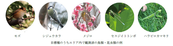 「うめきたの森」2026年11月20日（金）開園～JR大阪駅前に“都市の森”が誕生。生態系を再生成し、人と自然が共生する新たな都市拠点へ～