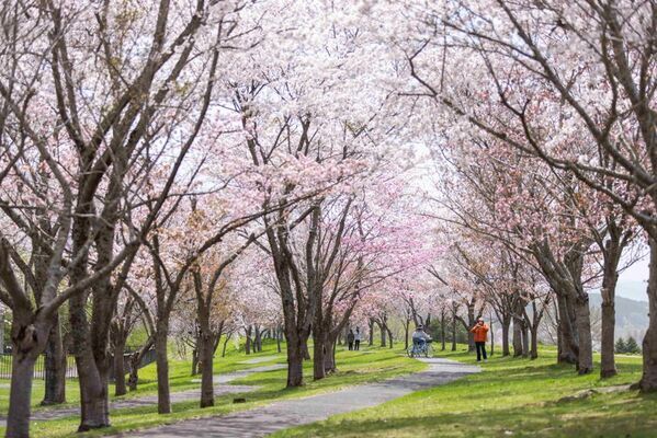 桜・新緑・春紅葉・雪山、4つの季節が一度に交差する、春のニセコへ　ニセコユナイテッドのリフト券が最大半額　5月6日まで営業予定！